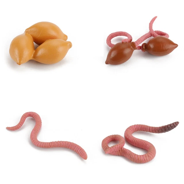 MODELS OF WORM Life Cycle - MONTESSORI BIOLOGY / ZOOLOGY MATERIALS $12. ...