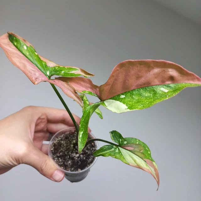 RARE - Syngonium Red Spot Tricolour Variegated Aroid Established Full Plant