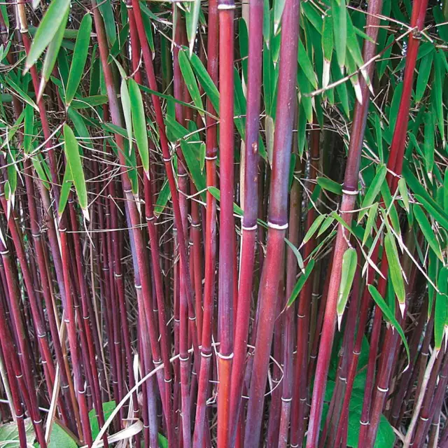 Red Umbrella Bamboo Hardy Garden Plants Easy to Grow 9cm Potted Plant T&M