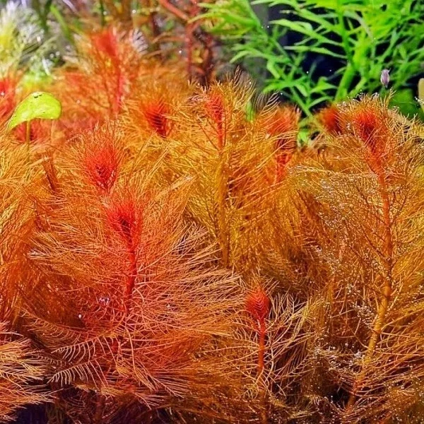 Red Myrio Myriophyllum Heterophyllum 2-3 Stems Live Aquarium Plant