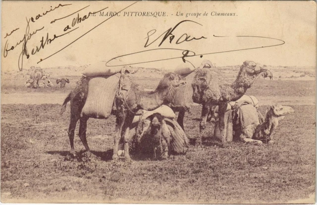 CPA AK MOROCCO A Group of Camels (38709)