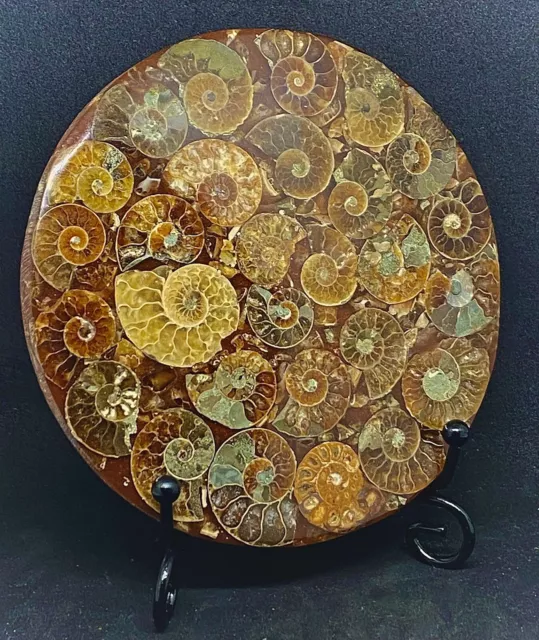 Large Fossil Disc With Natural Conch 416 Million Year Old Crystal Ammonites