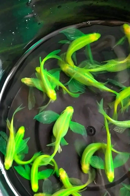 Pack of 5 Green Danio Long Fin - Live Aquarium Fish - High Quality