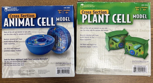Learning Resources Cross-Section Flower Model - 2 Pieces, Ages 7 Grades 2 Classroom And Homeschool Science Tools