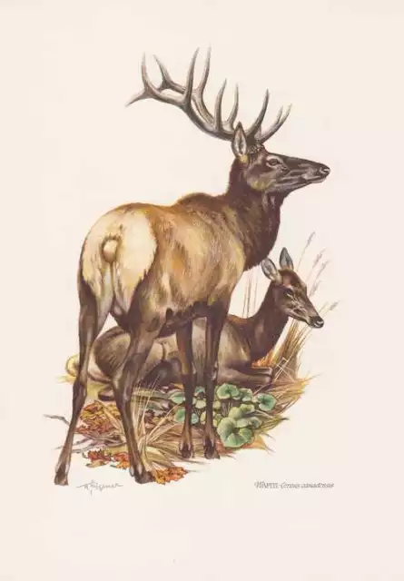 Wapiti Cervus canadensis Farbdruck von 1959 Hirsche Zoologie