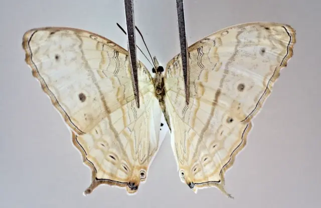 N19106. Unmounted butterflies: Nymphalidae sp. Vietnam. Nghe An