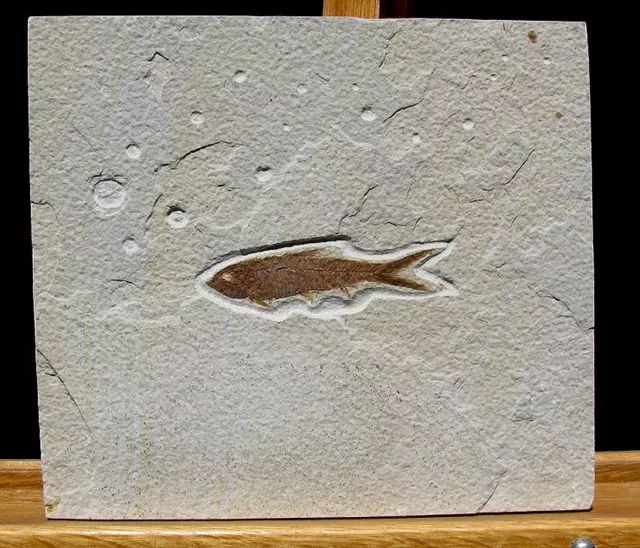 Extinctions- Very Nice Detailed  Knightia Fossil Herring Fish - Ready To Frame!