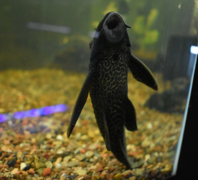 Live Common Plecostomus (Large 10-12" Tropical Aquarium Fish) *PLS READ DESCR*