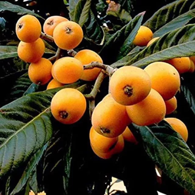Loquat Fruit Tree 6" to 8" Live in 3 inch Square pot