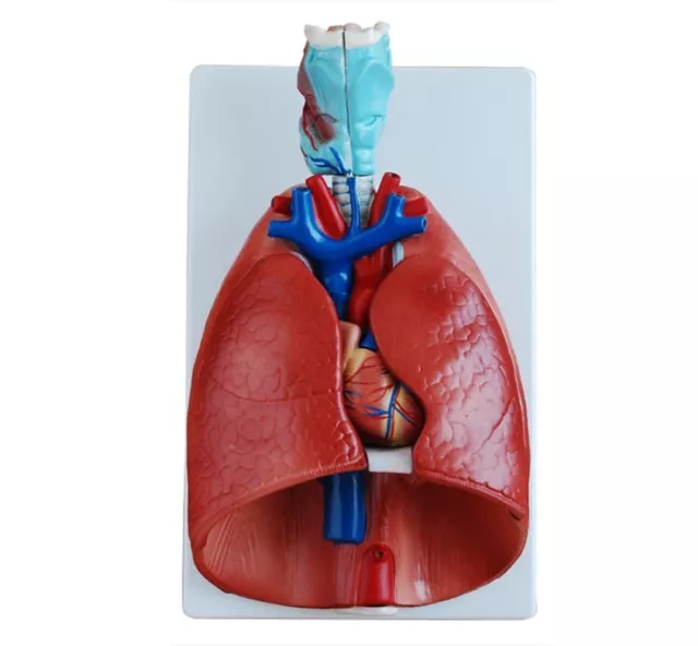 AjantaExports Larynx Heart and Lung Model Anatomical Human Model