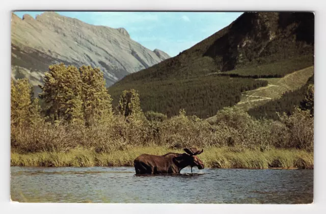 Postcard Male Bull Moose Wild Animal Lake Water Scenic View Canadian Rockies