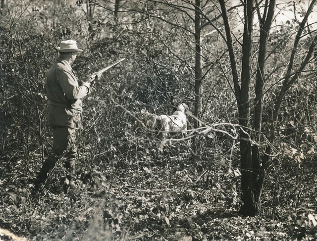 CHASSE c. 1950 - Chasseur Fusil Chien d'Arrêt Maryland USA  - GF 225
