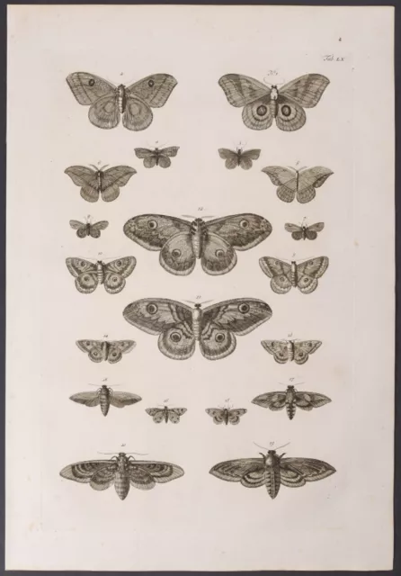 Seba - Moths. 60-3, 1765 Curiosities Original Folio Engraving