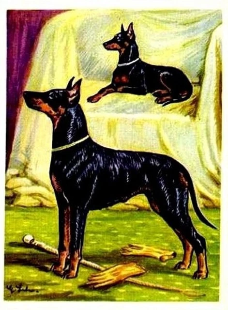 Manchester Terrier - Kamerad Hund - Germany Dog Card - 1952 - Kamerad Hund