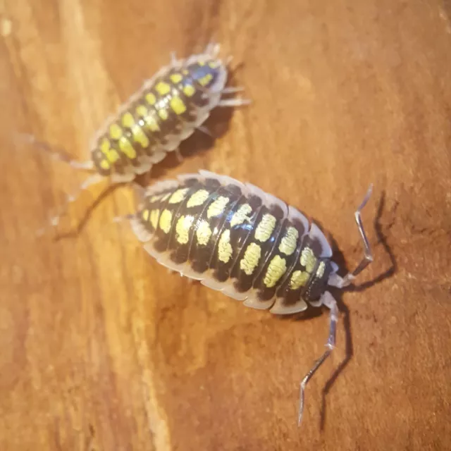 Porcellio haasi Isopods x15