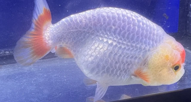 LIVE pond goldfish  Fish~ Goldfish Ranchu goldfish koi pond 4 Inch 3