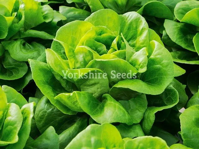 Lettuce All Year Round Seeds x 600 Butterhead Heritage - Vegetable Seeds