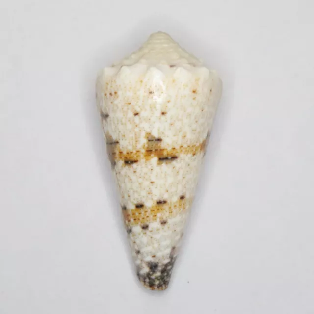 Conus imperialis 40.3mm MS1678 Sea Shells Seashells