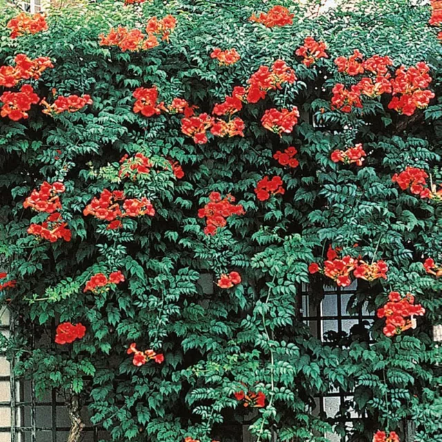 25 Perennial Red Trumpet Vine Seeds-Native Hummingbird Vine-Campsis radicans