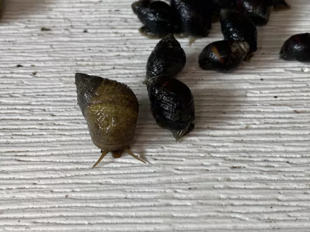 100 Nassarius And 100 Live Saltwater Periwinkle Snails For Aquarium Fish Tank