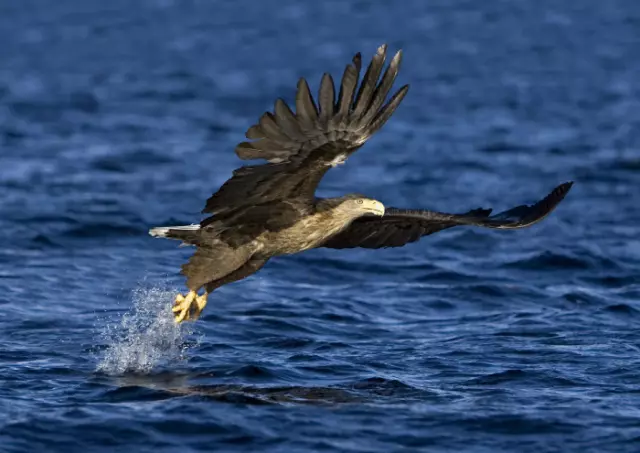 3 -D - Ansichtskarte: Seeadler beim Fischen - White tailed Eagle, Norwegen