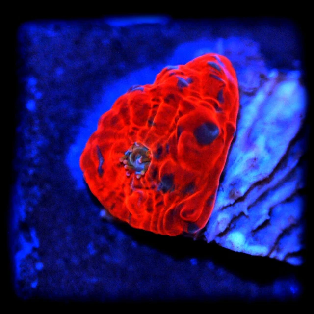 CORALS OF EDEN ~  WYSIWYG Live Coral Frag ~ Blood Moon Chalice ~ LPS SPS