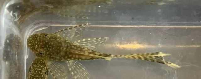 NEOAQUATICS Longfin Chocolate Pleco 1"+ Bushynose / Bristlenose