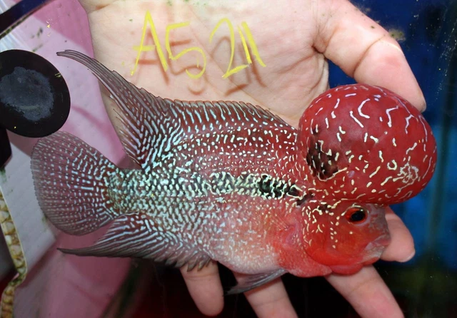 5" High Grade Super Red Dragon A521