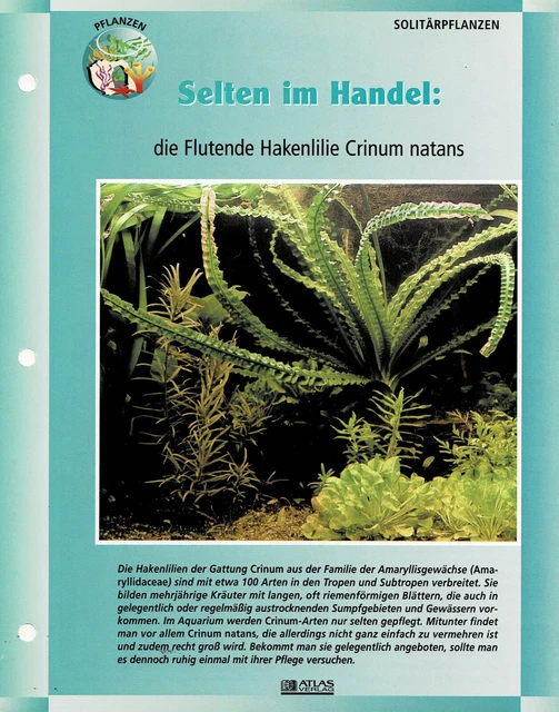 DIE FLUTENDE HAKENLILIE Crinum natans / Aquariuminfokarte EUR 1,00
