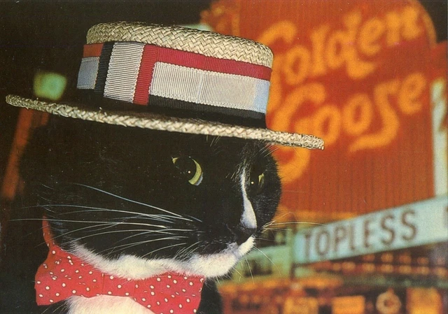 Cpsm / Carte Postale / Chat / Cat / Photo Michael Weigall / Top Cat In Las Vegas