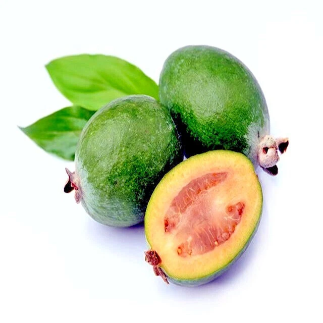 20 PINEAPPLE GUAVA TREE SEEDS "Brazilian Fig Guava Fruit" Tropical