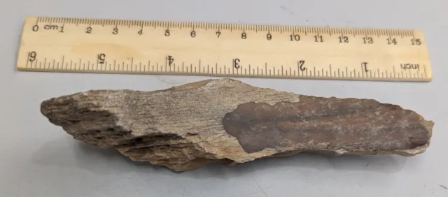 83 Gram Paleolithic 300,000 Year Old Stone Age Artifact from Africa (#F5533)