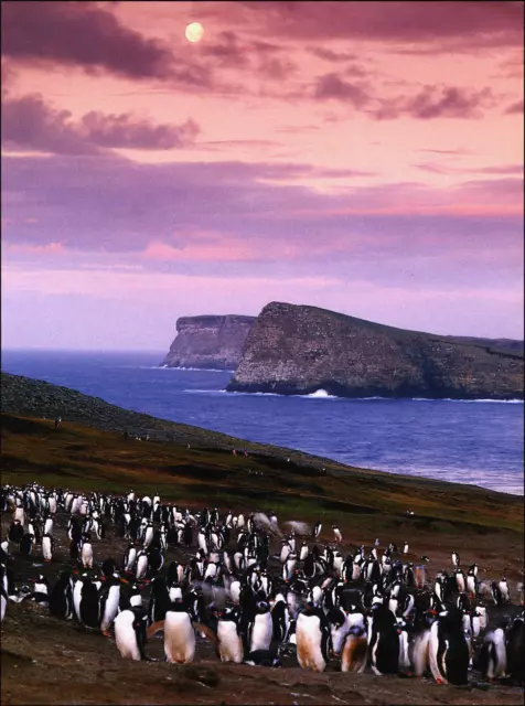 1999 Vintage Print Nesting Gentoo Penguins Setting Sun Light Rising Moon Pasture
