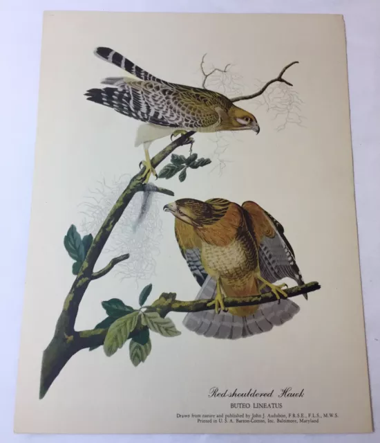 1951 print ~ RED-SHOULDERED HAWK Buteo Lineatus ~ 8.5x11 inches