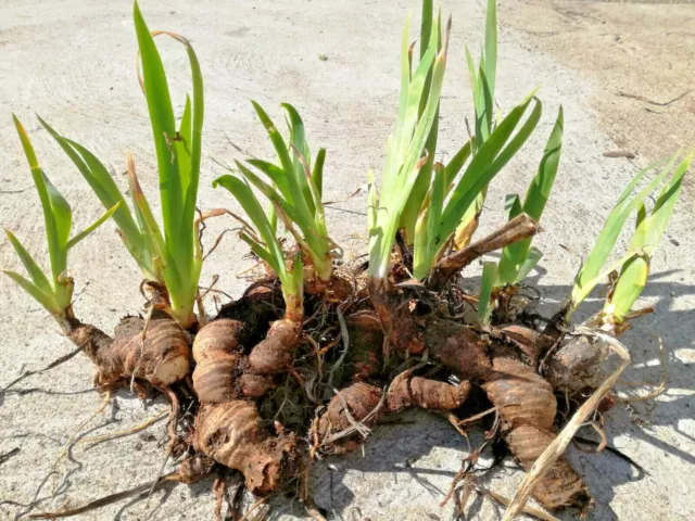 10 bulbi iris germanica viola di tre anni piante per giardino