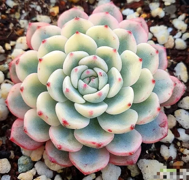 Echeveria Minima Variegated 5cm diameter rare succulent