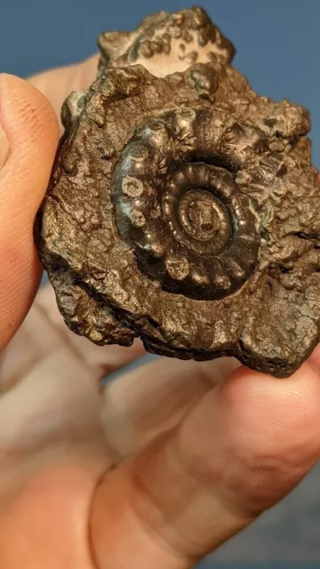 Crucilobiceras Pyrite Ammonite Fossil with Matrix 28mm x 22mm. Charmouth. Boxed. 2