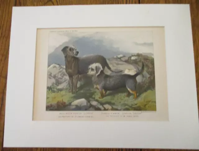 BEAUTIFUL 1881 Cassell's dog Brooks litho Bedlington terrier/Dandie Dinmont
