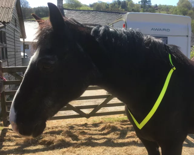 Neu HELLGELB Waben HI VIZ reflektierend FLUORESZIEREND HALSBAND HALSRIEMEN