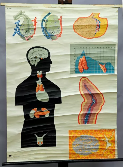 Schulwandkarte Rollbild Medizin Anatomie Histologie Innersekretorische Drüsen