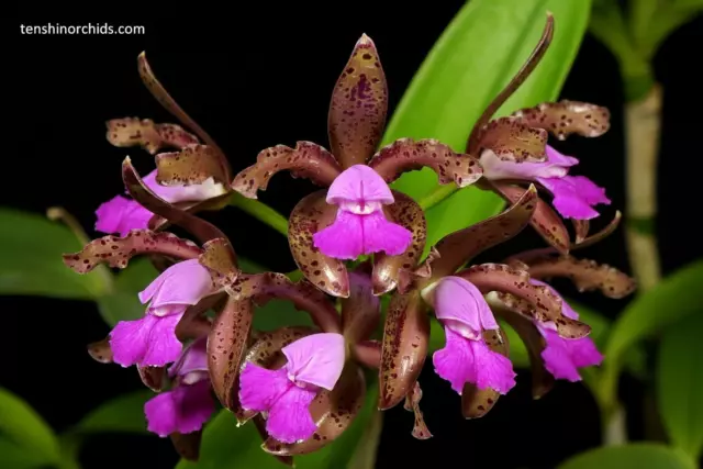 Orchid Species Cattleya leopoldii