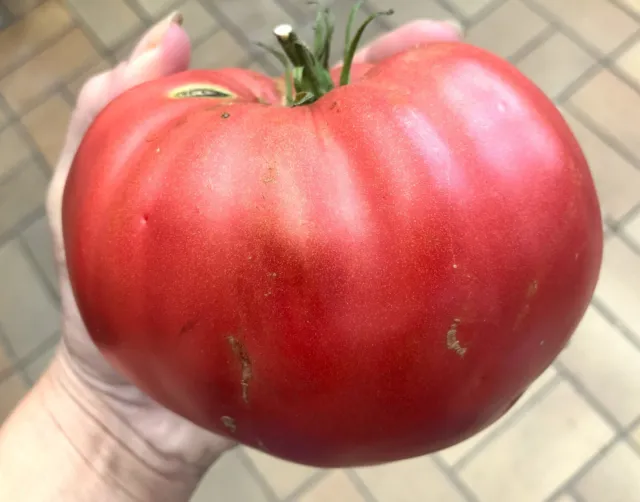 Tomatensamen Fleischtomate "Kroatisches Herz " Rarität frische 10+ Samen 2023!