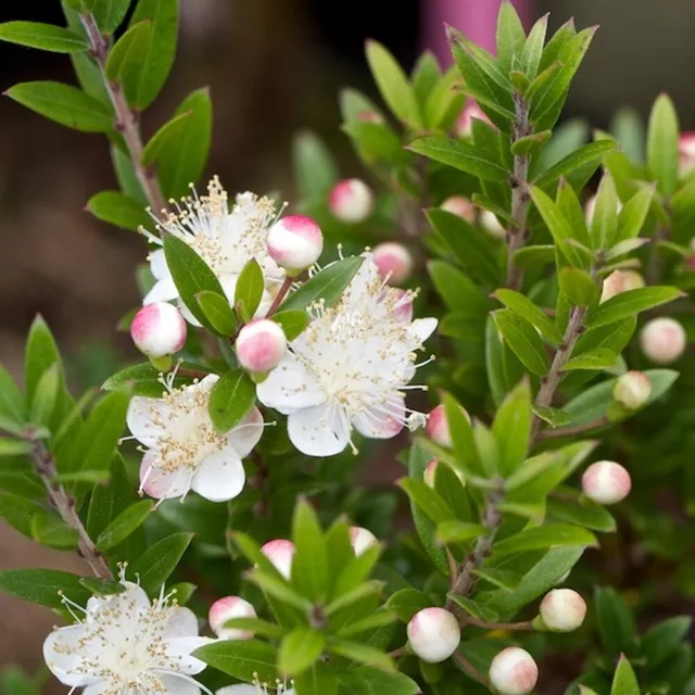 1 X Myrtus 'Tarentina' Tarentum Myrtle Evergreen Shrub Hardy Garden Plant In Pot