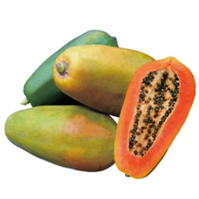 Red lady papaya seeds taiwan Red lady papaya