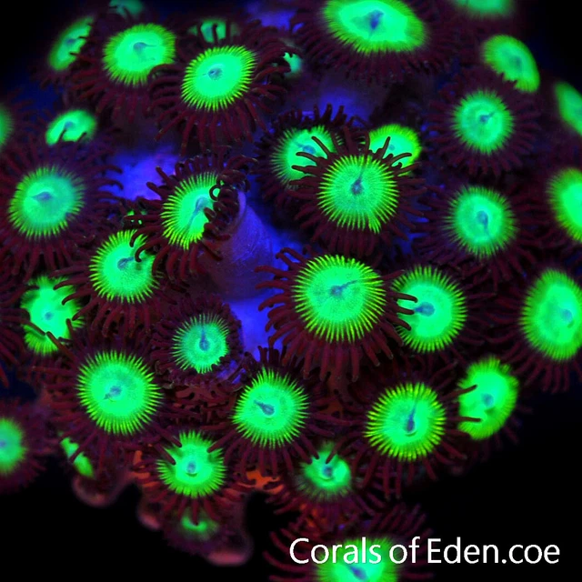 CORALS OF EDEN ~ Mind Bender Zoanthid Coral Frag - Live Coral for Sale - LPS SPS