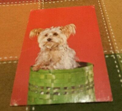 Retro Postcard: Yorkshire Terrier DOGS