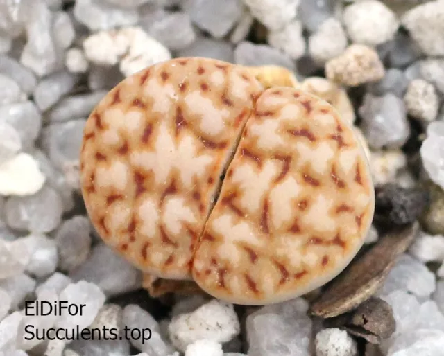 lithops karasmontana cv wrinle wreddy  10seeds