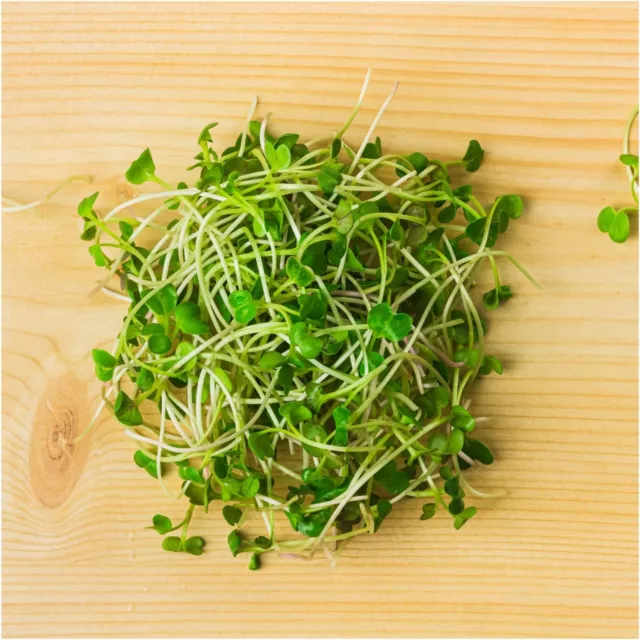 Radish Daikon Sprouting Seeds 50g-2kg NON-GM untreated sprout MICROGREEN sprouts