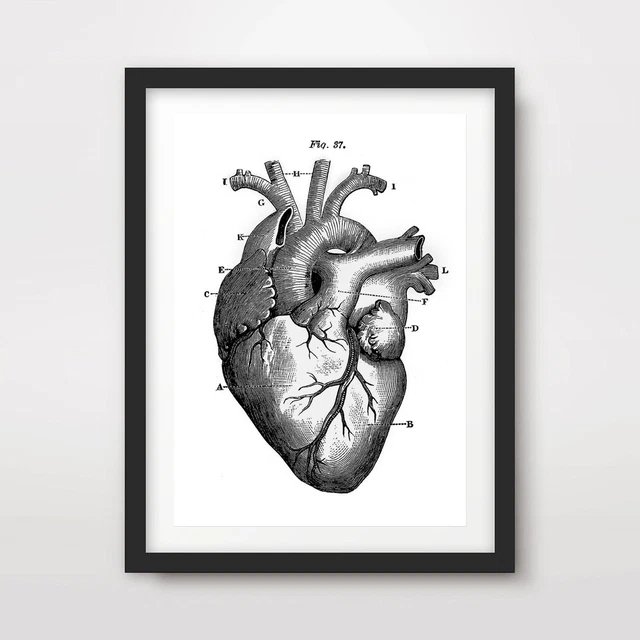 BLACK WHITE HUMAN HEART VALVES DIAGRAM ART PRINT Poster Wall Chart