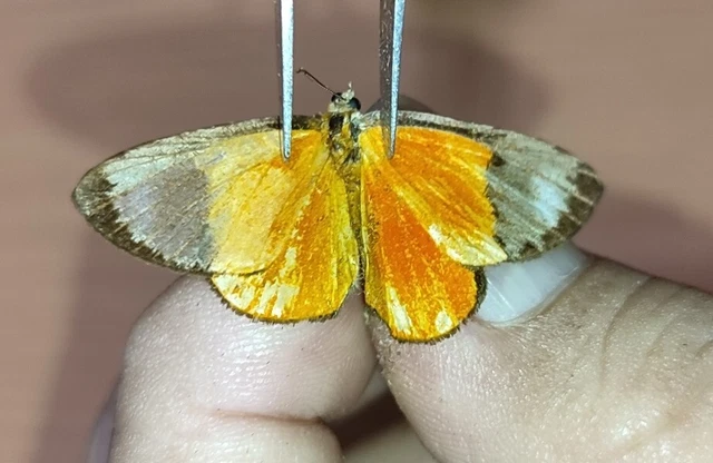 LEPIDOPTERA RIODINIDAE Riodininae specie      N°A229    FROM Loreto Region PERU